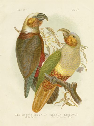 Kaka Parrot, 1891 by Gracius Broinowski